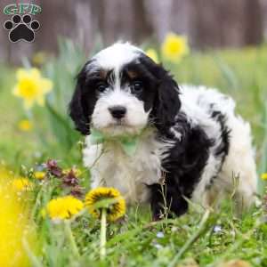 Nacho, Cavapoo Puppy